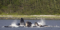 Mendenhall Glacier & Wildlife Quest Juneau, AK Mendenhall Glacier & Wildlife Quest Juneau, AK