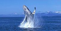 Whale Watching & Wildlife Quest Juneau, AK Whale Watching & Wildlife Quest Juneau, AK
