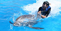 Dolphin Swim Cabo San Lucas, Mexico Dolphin Swim Cabo San Lucas, Mexico