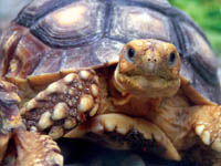 African Spurred Tortoise at Oasis Park