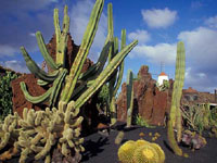 Cactus Garden