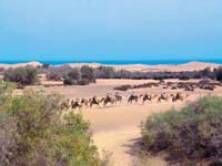 Camel Dunas in Gran Canaria