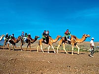 Camel Safari at Oasis_Park