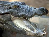Crocodile Park
