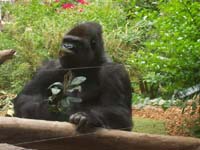 Gorillas at Loro Parque