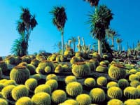 La Lajita Botanical