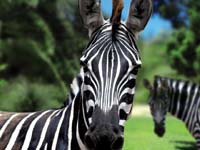 Mountain Zebras at Oasis Zoo