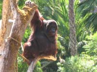 Orangutan Palmitos Park