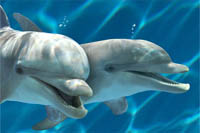Dolphinnery at Zoomarine