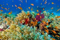 Red Sea