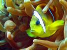 Scuba Diving, Egypt