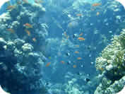Red Sea