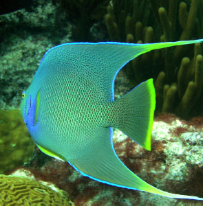 Photo of Bermuda attractions
