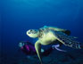 Image of Bahamas