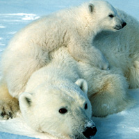 Polar