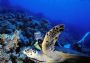 Image: 06= diving (2).jpg