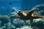 Image: TURTLE.JPG