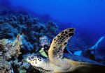 Image: 06= diving (2).jpg