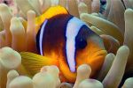 Image: Diving Nemo-fish.jpg