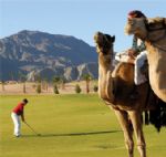 Image: golf-camel-low-res.jpg