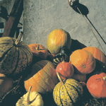 Pumkins