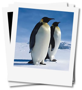 Polar Region Cruises