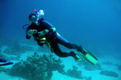 Popular with scuba divers