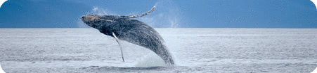 Fantastic Offers on an Alaskan Cruises with The Cruise Experts