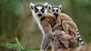 Nat Geo Madagascar Wildlife Expedition