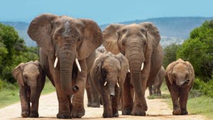 Nat Geo South Africa Family Expedition