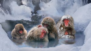 Nat Geo Japan: Winter Festivals and Snow Monkeys