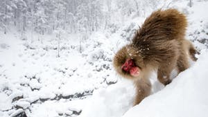 Nat Geo Japan: Winter Festivals and Snow Monkeys Photography