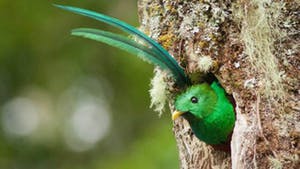 Nat Geo Wings Over Costa Rica