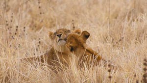 Nat Geo Zambia Private Expedition