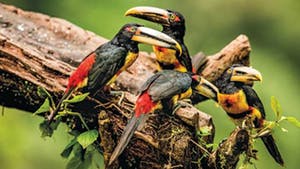Nat Geo Ecuador Avian Private Expedition