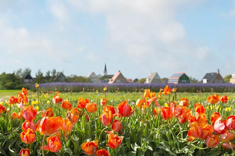Hoorn