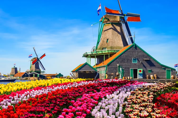 Tulip & Windmill