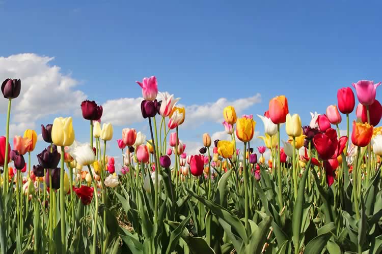 Tulips