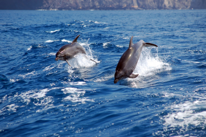Dolphins Canaries