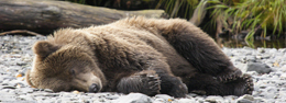 Avistaje de osos pardos en Alaska