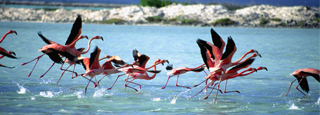 Flamencos en Aruba