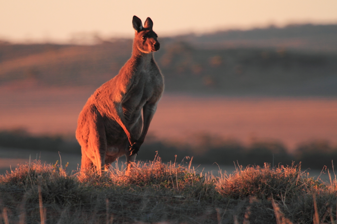 Kangaroo