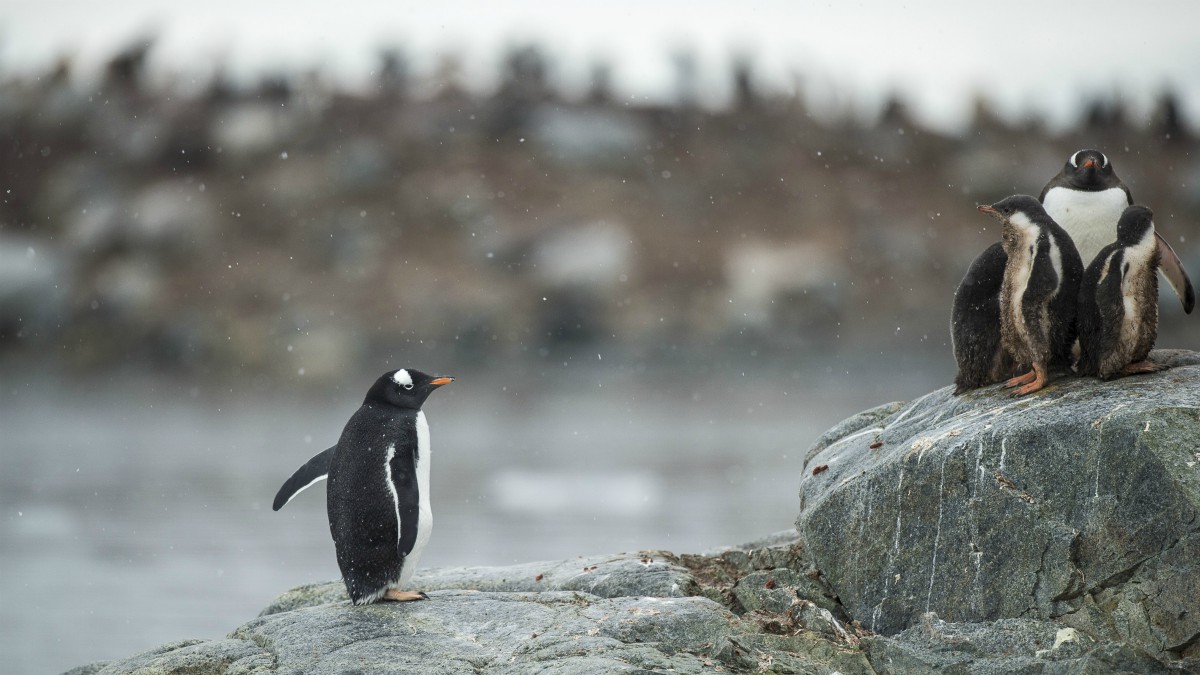 Pinguins Antartida Pinguins Antartida
