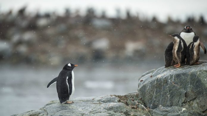 Pinguins Antartida Pinguins Antartida