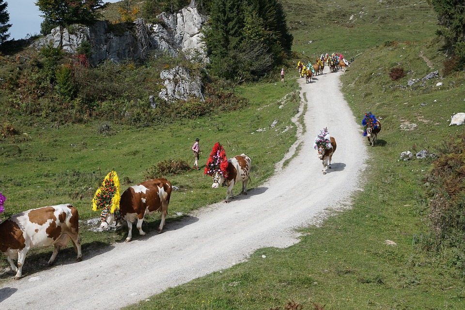 Traditional Tyrol Cows Down Parade