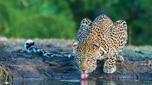 Nat Geo South Africa Private Expedition