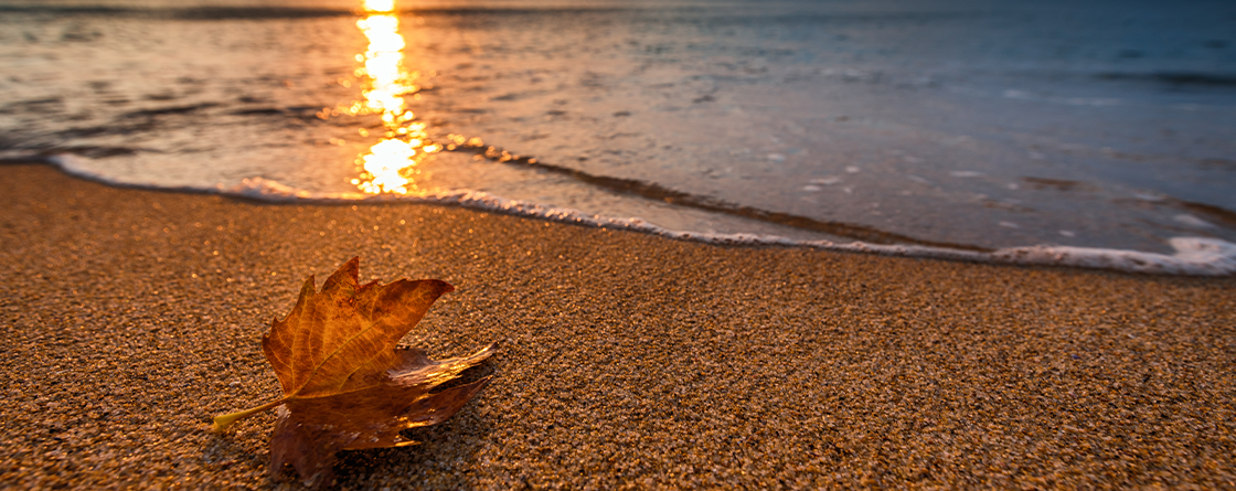 Autumn leaf on a beach